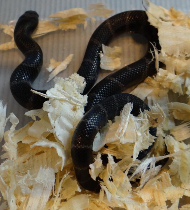 Lampropeltis getulus californiae 