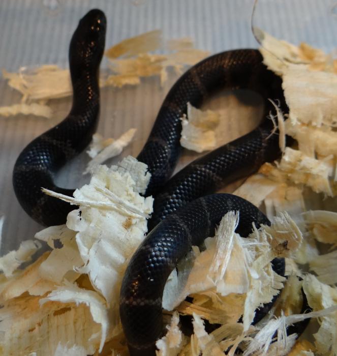 Lampropeltis getulus californiae 