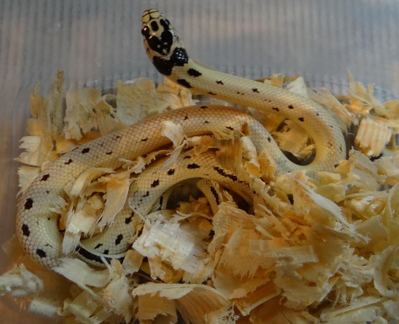 Lampropeltis getulus californiae 