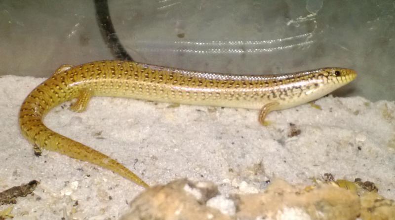 Chalcides ocellatus