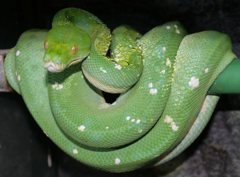green python
