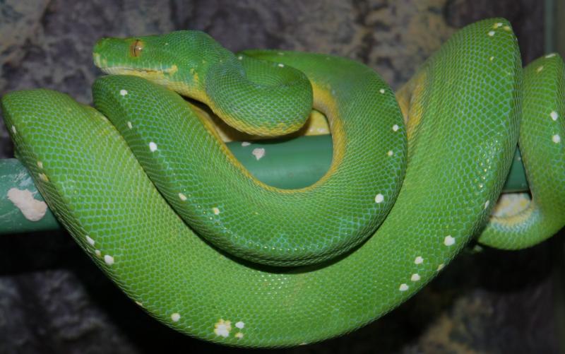 green python