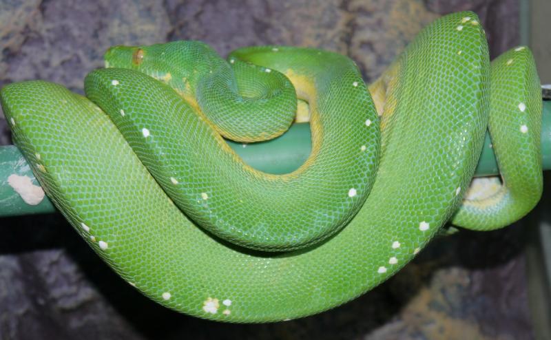 green python