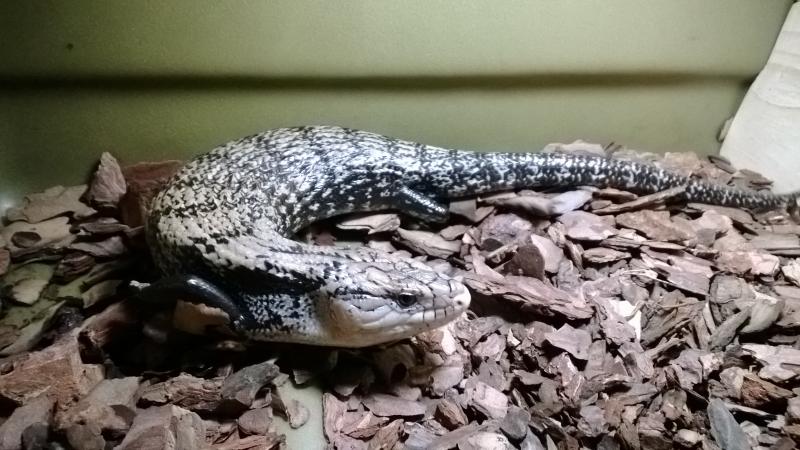 Tiliqua gigas