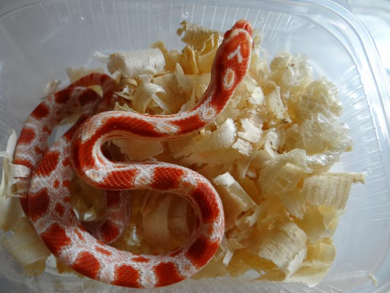 Pantherophis guttatus guttatus 