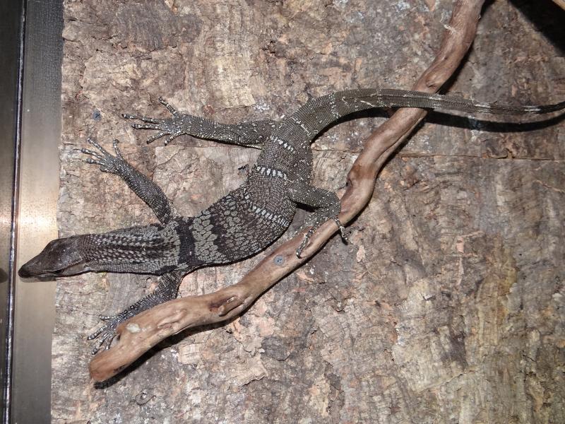 (Varanus rudicollis