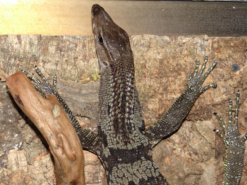 Varanus rudicollis