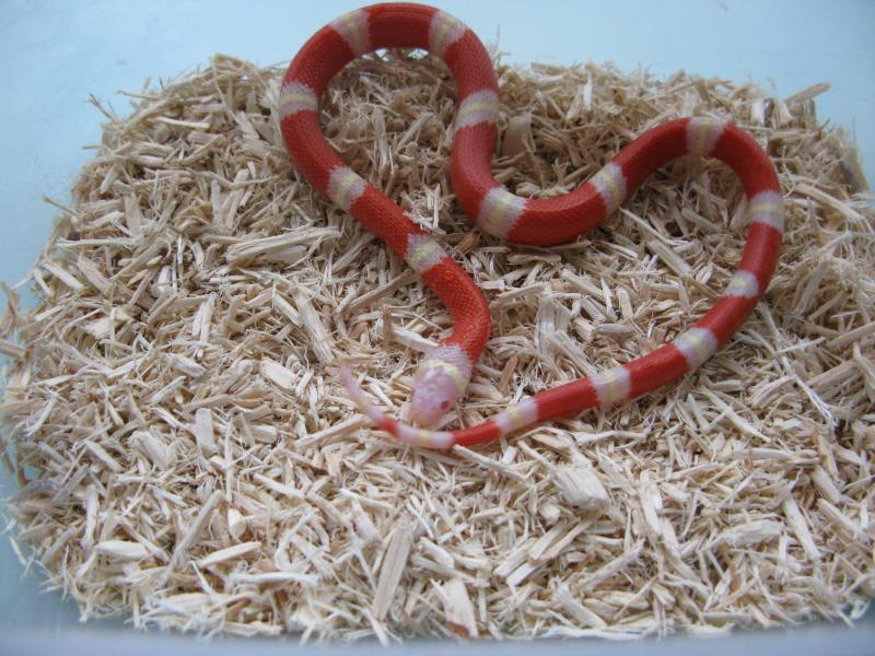 Молочная змея (Lampropeltis triangulum)