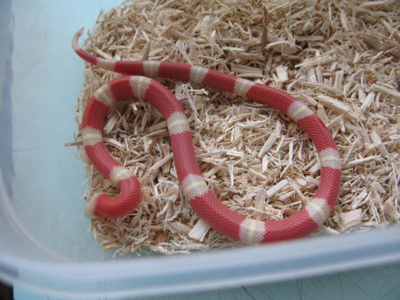 Молочная змея (Lampropeltis triangulum)