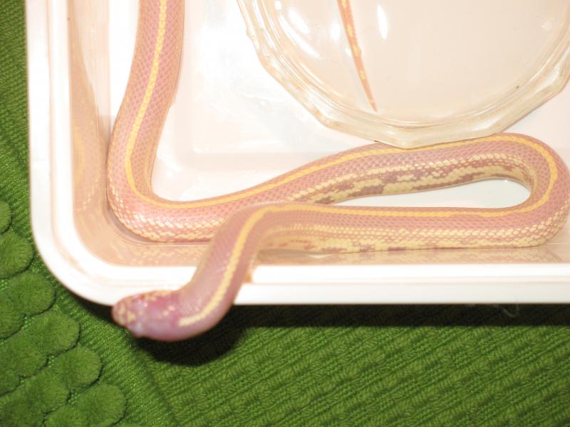 Lampropeltis getula californiae var. 