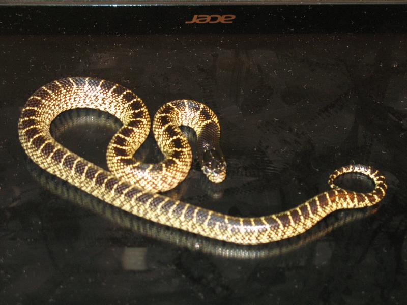 lampropeltis g. splendida high contrast