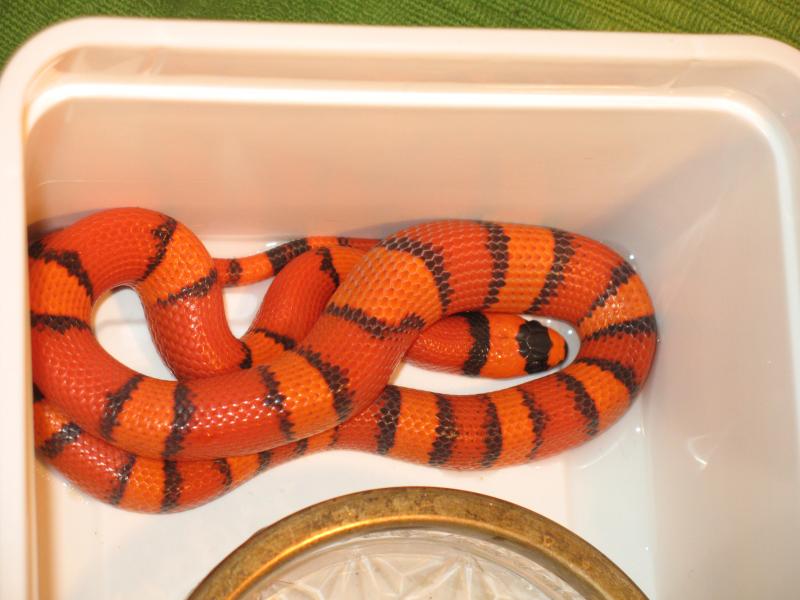 Lampropeltis hondurensis hypomelanistic orange