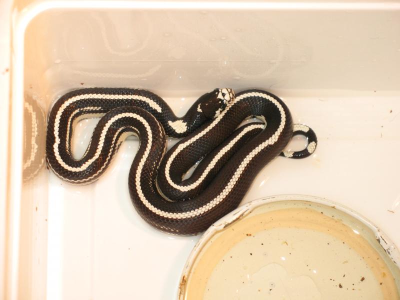 Lampropeltis g. californiae 