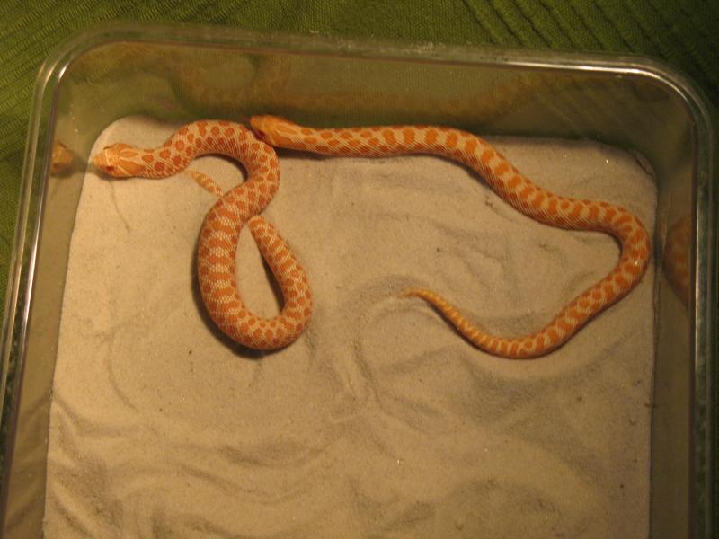 Heterodon albino