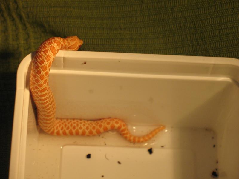 Heterodon nasicus albino