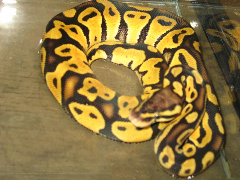 pastel 100% het genetic stripe