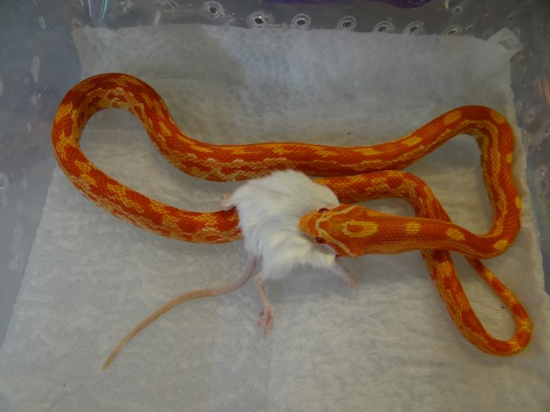 Pantherophis guttatus albino