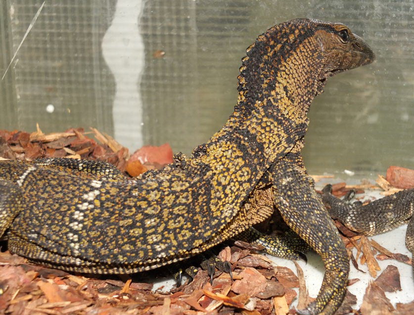 Varanus rudicollis