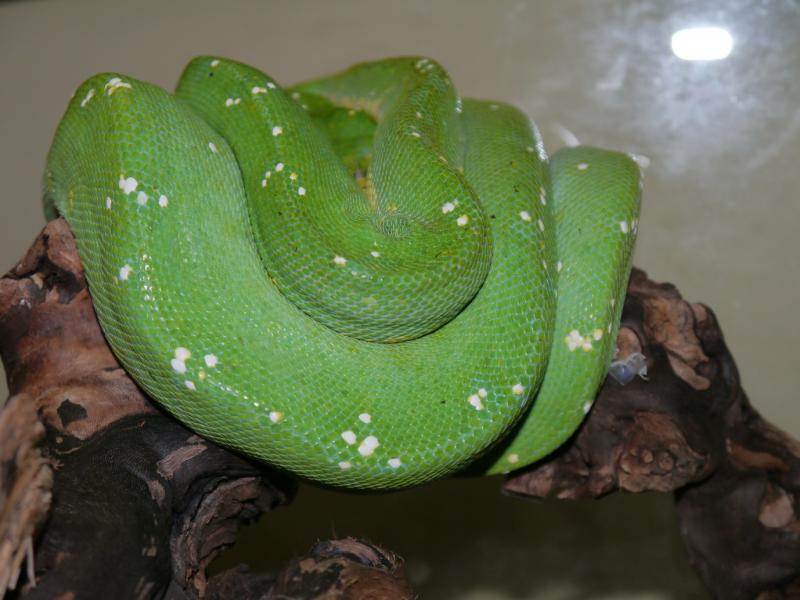 Green Python