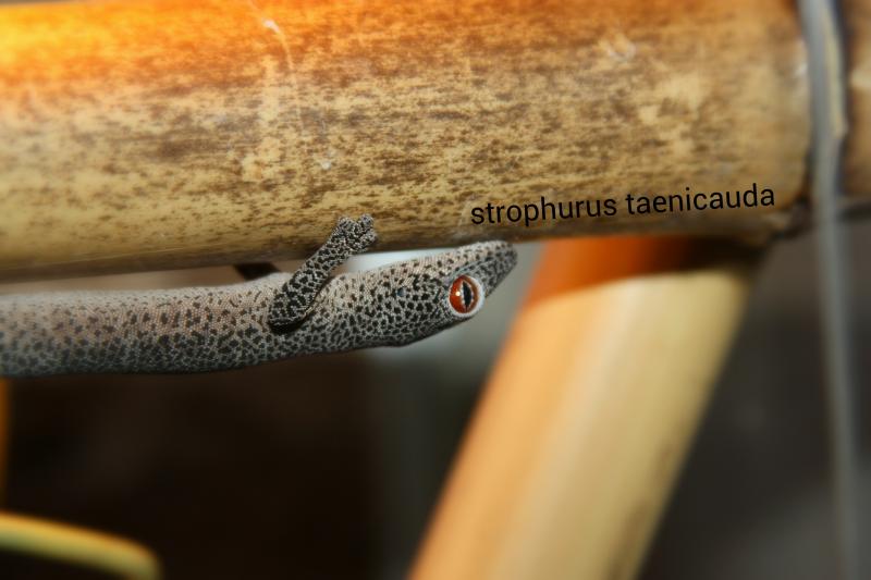 strophurus taenicauda