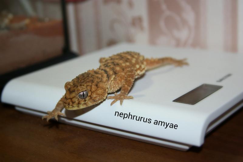 Nephrurus amyae