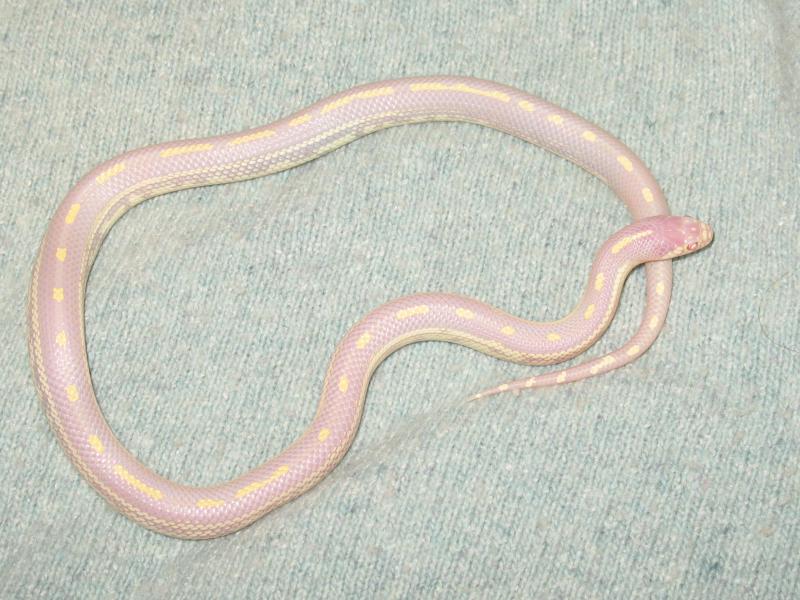 Lampropeltis g. californiae F