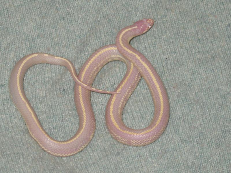 lampropeltis g californiae albino stripe  M