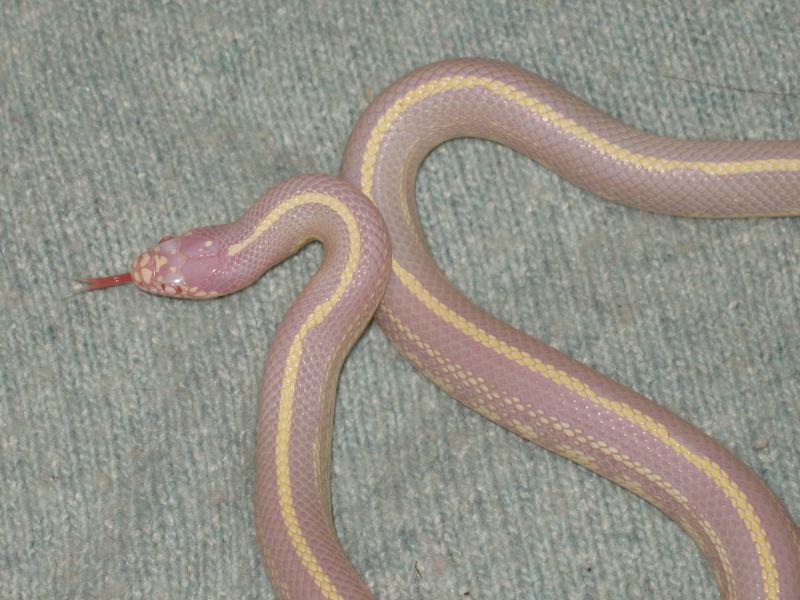 lampropeltis g californiae albino stripe  M