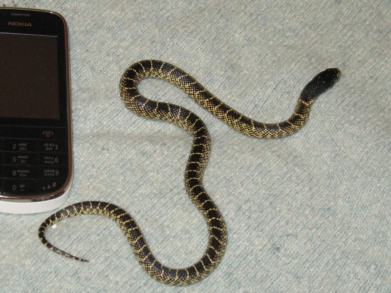 lampropeltis g. splendida high contrast