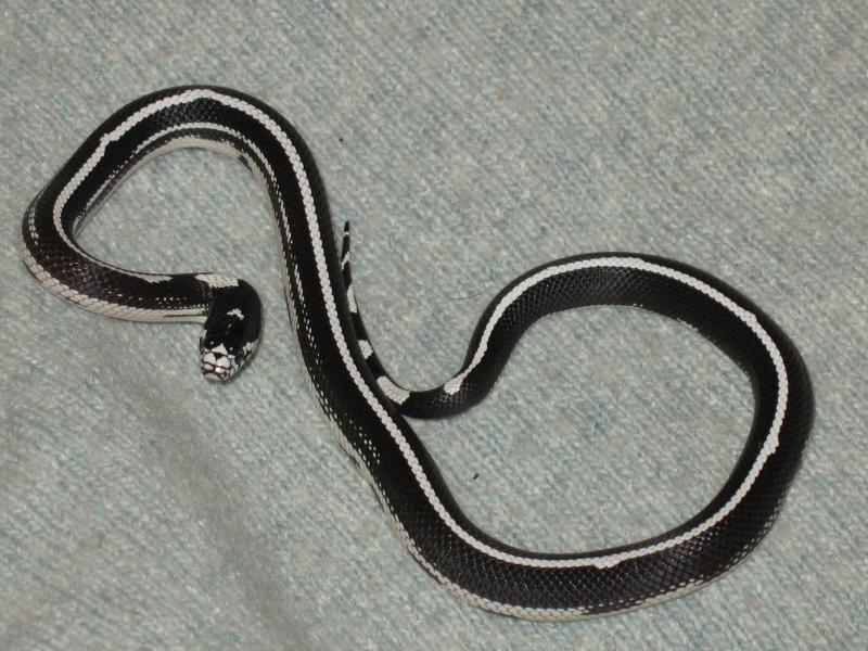 Lampropeltis g. californiae var. 