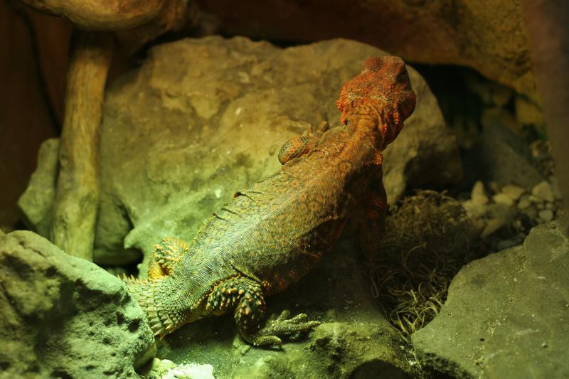 uromastyx geyri