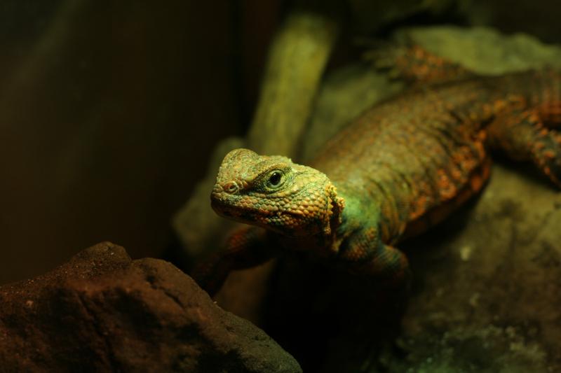 uromastyx geyri