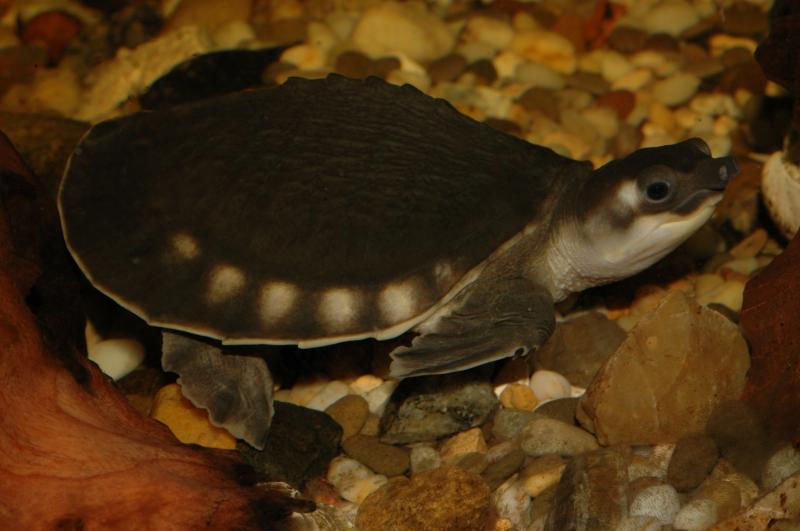 Carettochelys insculpta