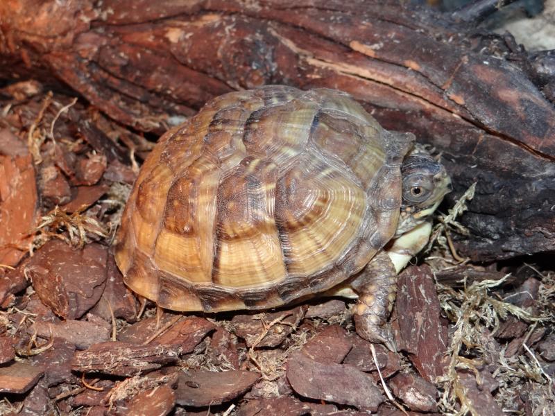 Terrapene carolina triunguis