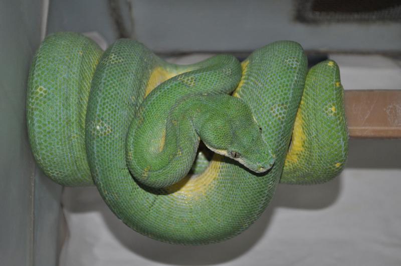 M.-viridis-(Lereh,-female)