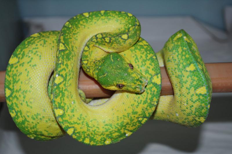 M.-viridis-(Lereh,-male)