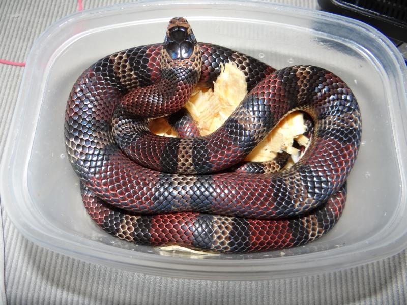 Lampropeltis triangulum micropholis