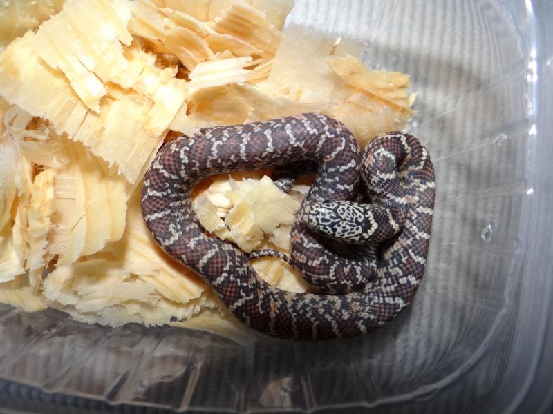 Lampropeltis getulus brooksi