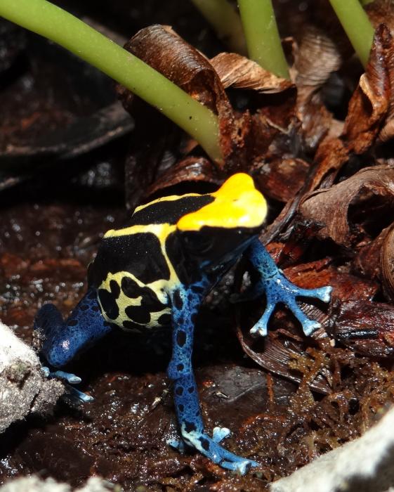 Dendrobates tinctorius