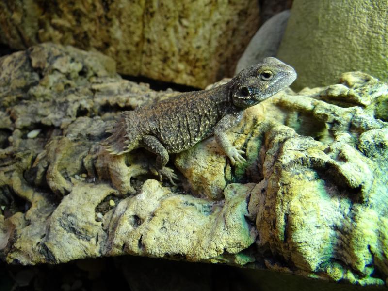 Xenagama taylori