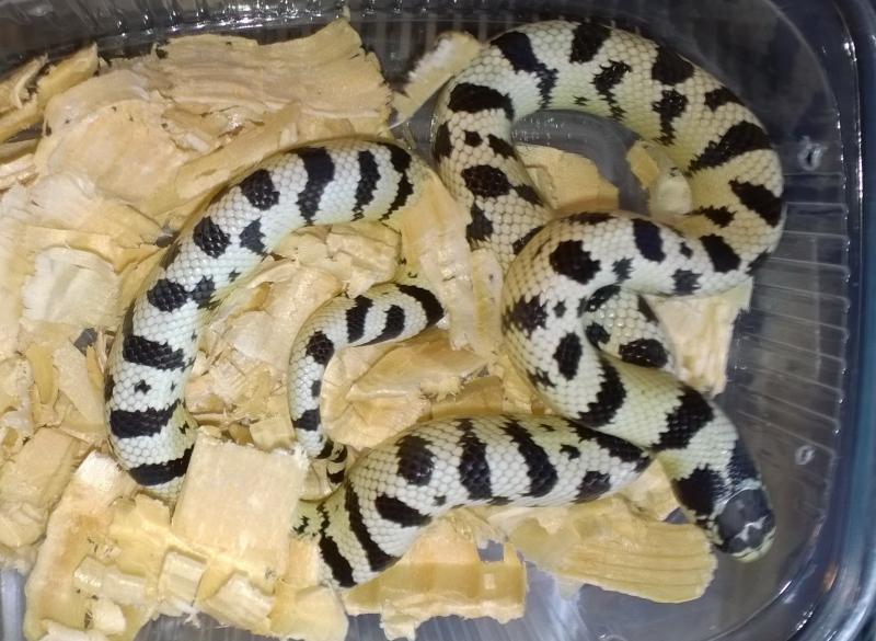 Lampropeltis getulus californiae 