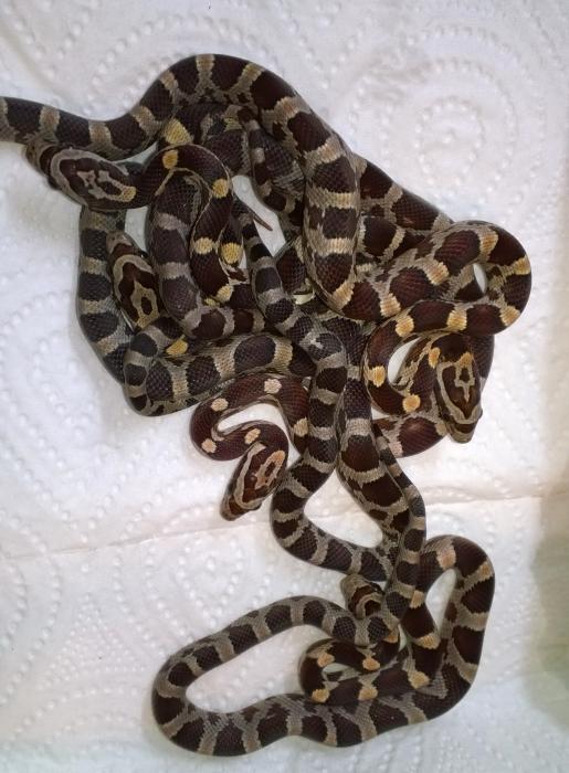 pantherophis guttatus miami