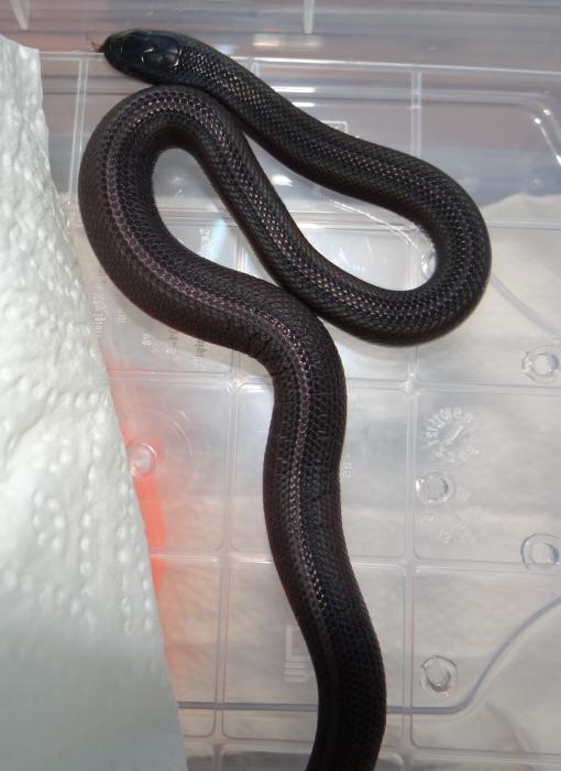 Lampropeltis getulus californiae 