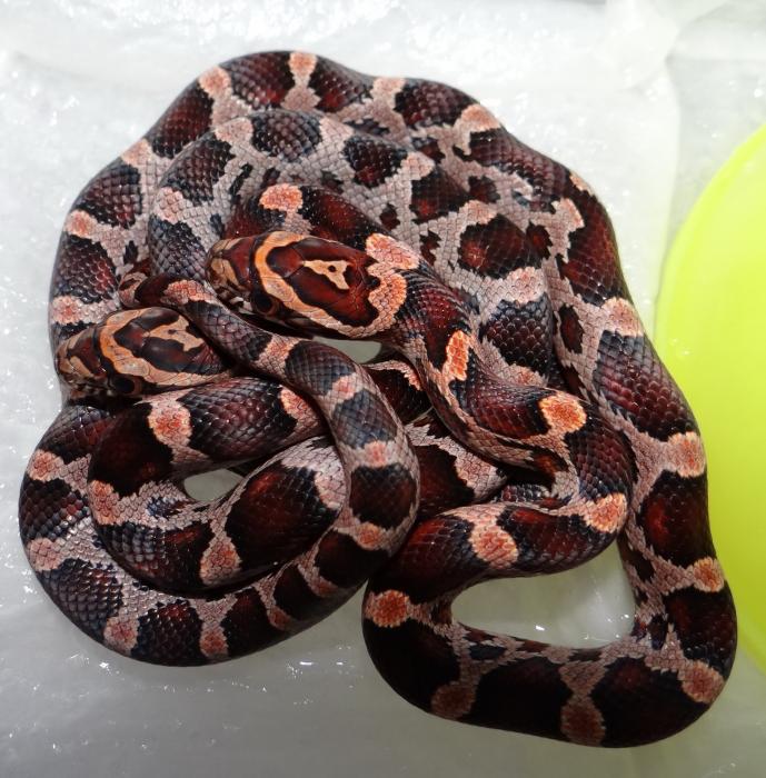 Pantherophis guttatus guttatus “hypookety”