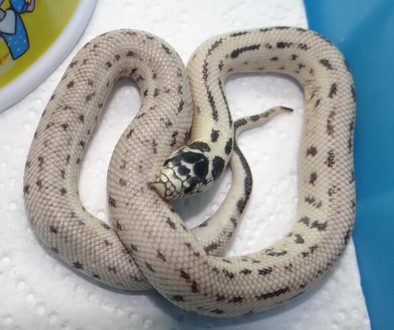 Lampropeltis getulus californiae 