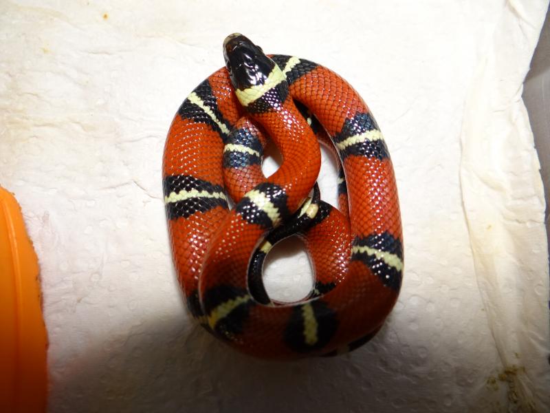 Lampropeltis triangulum sinaloae