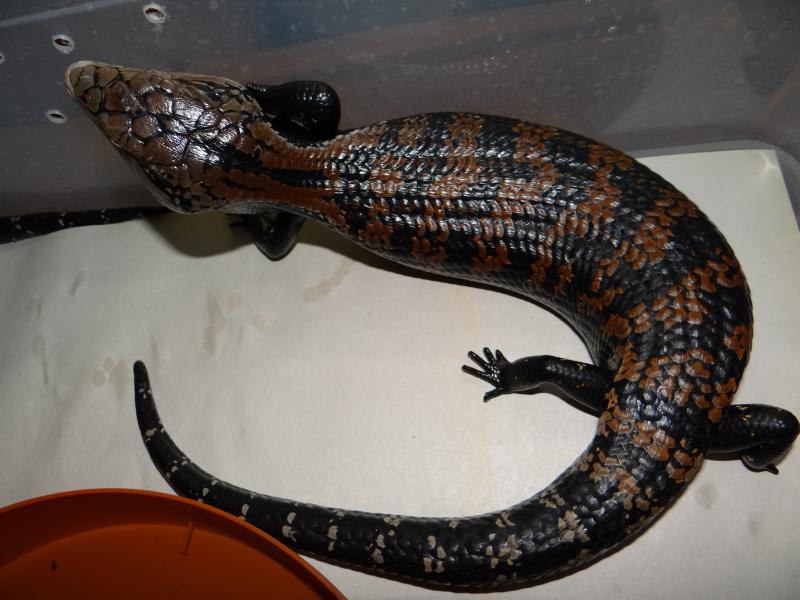 Tiliqua gigas gigas