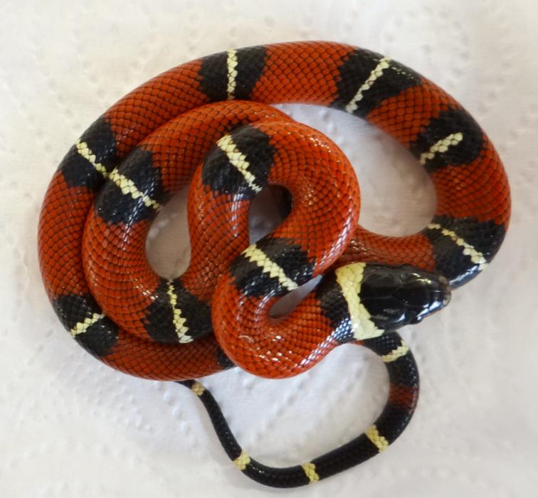 Lampropeltis triangulum sinaloae