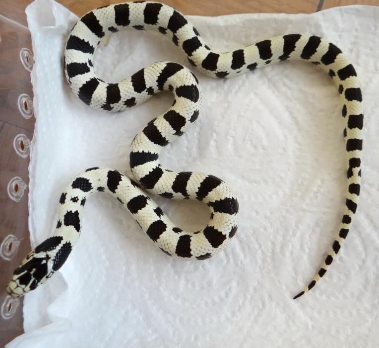 Lampropeltis getulus californiae 