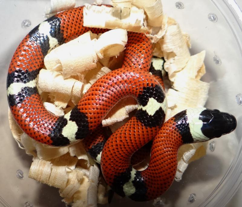 Lampropeltis triangulum conanti